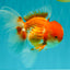 A Grade Red White Oranda Male 6 inches #082126OR_05