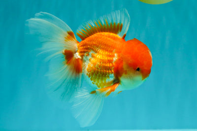 A Grade Red White Oranda Male 6 inches #082126OR_05