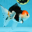 Tricolor Oranda Female 5-5.5 inches #100325OR_16