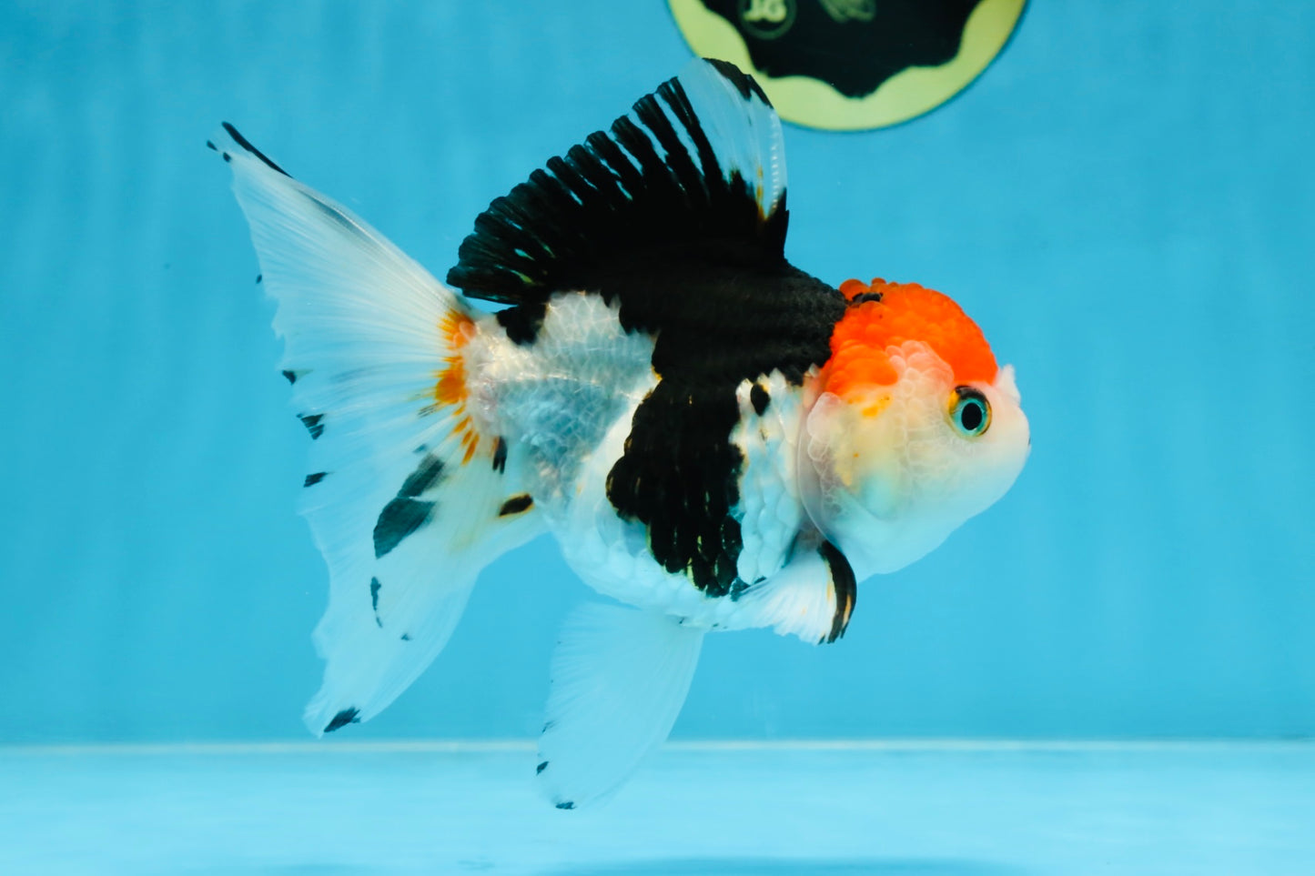 Tricolor Oranda Female 5-5.5 inches #100325OR_16