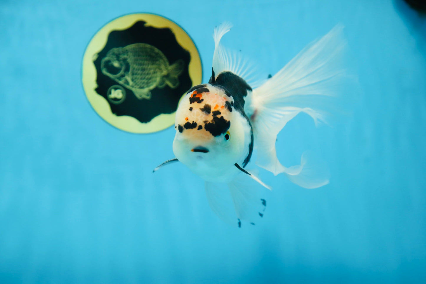 A Grade SPECIAL Panda Oranda Male 6 inches #090525OR_14