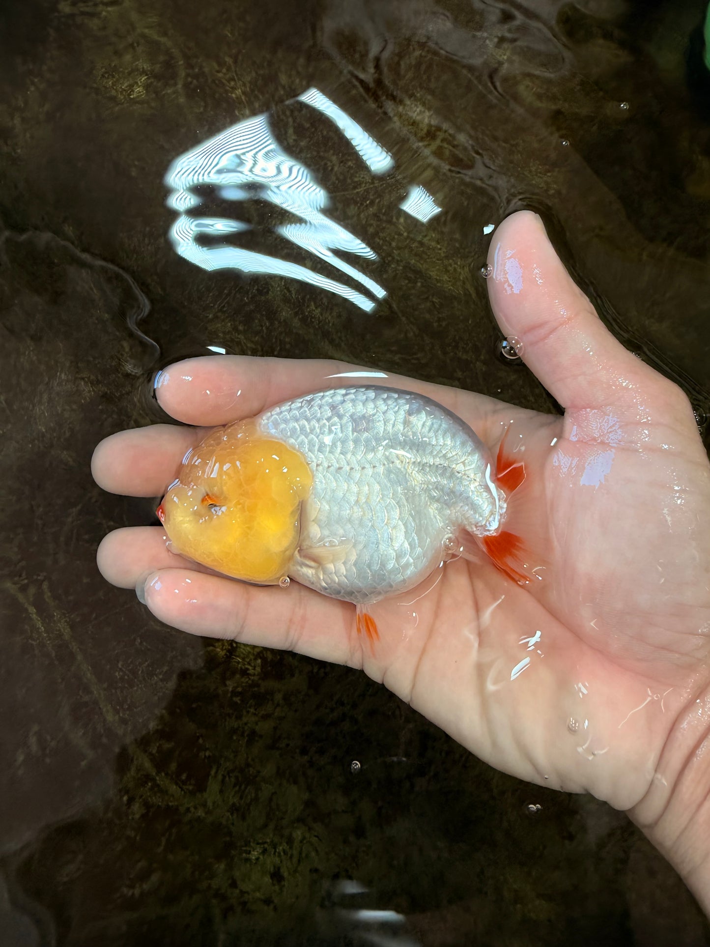 AAA Grade Young Red White LionQueen 4 inches #101025LC_11