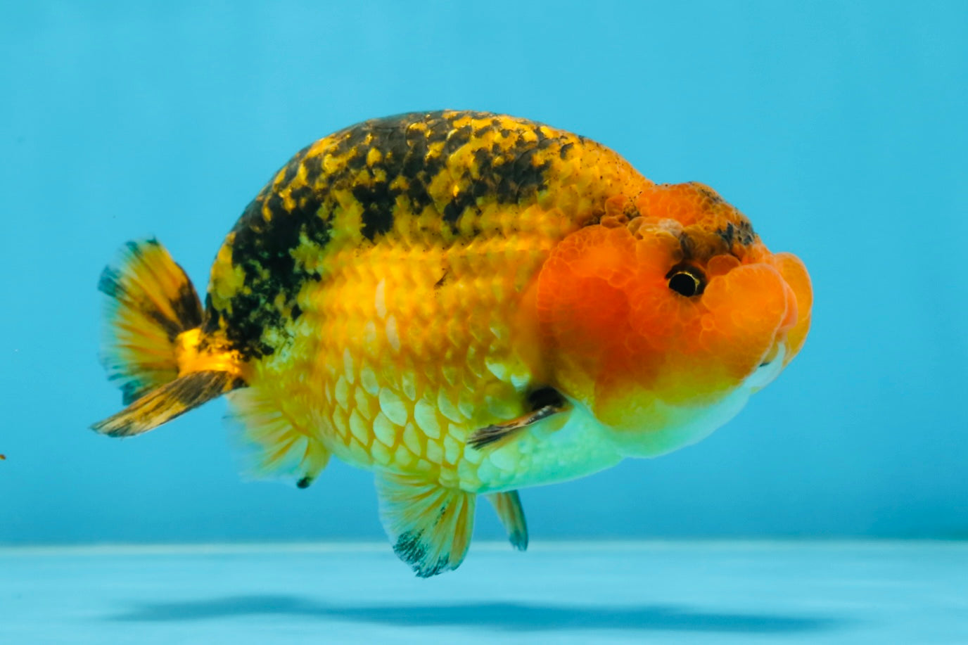 A Grade CHONKY Apache LionKing 4.5 inches #062025LC_06