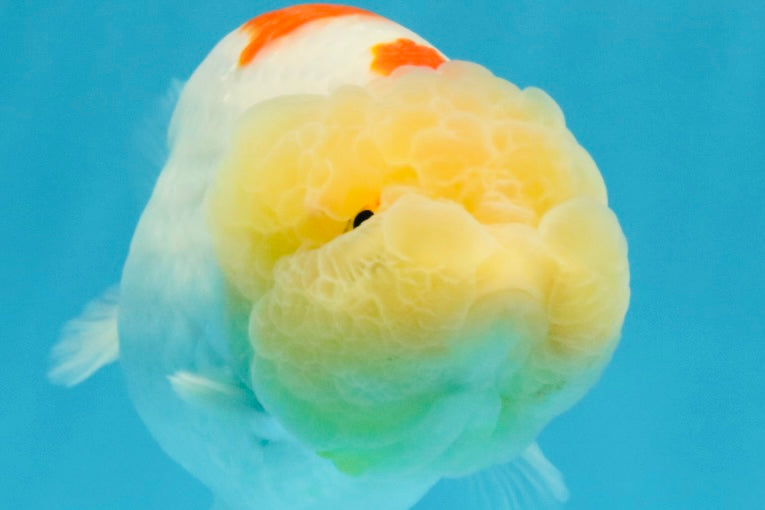 A Grade Red White LionQueen 5 inches #041026LC_14