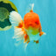A Grade Red White Oranda Male 5.5 inches #080726OR_12