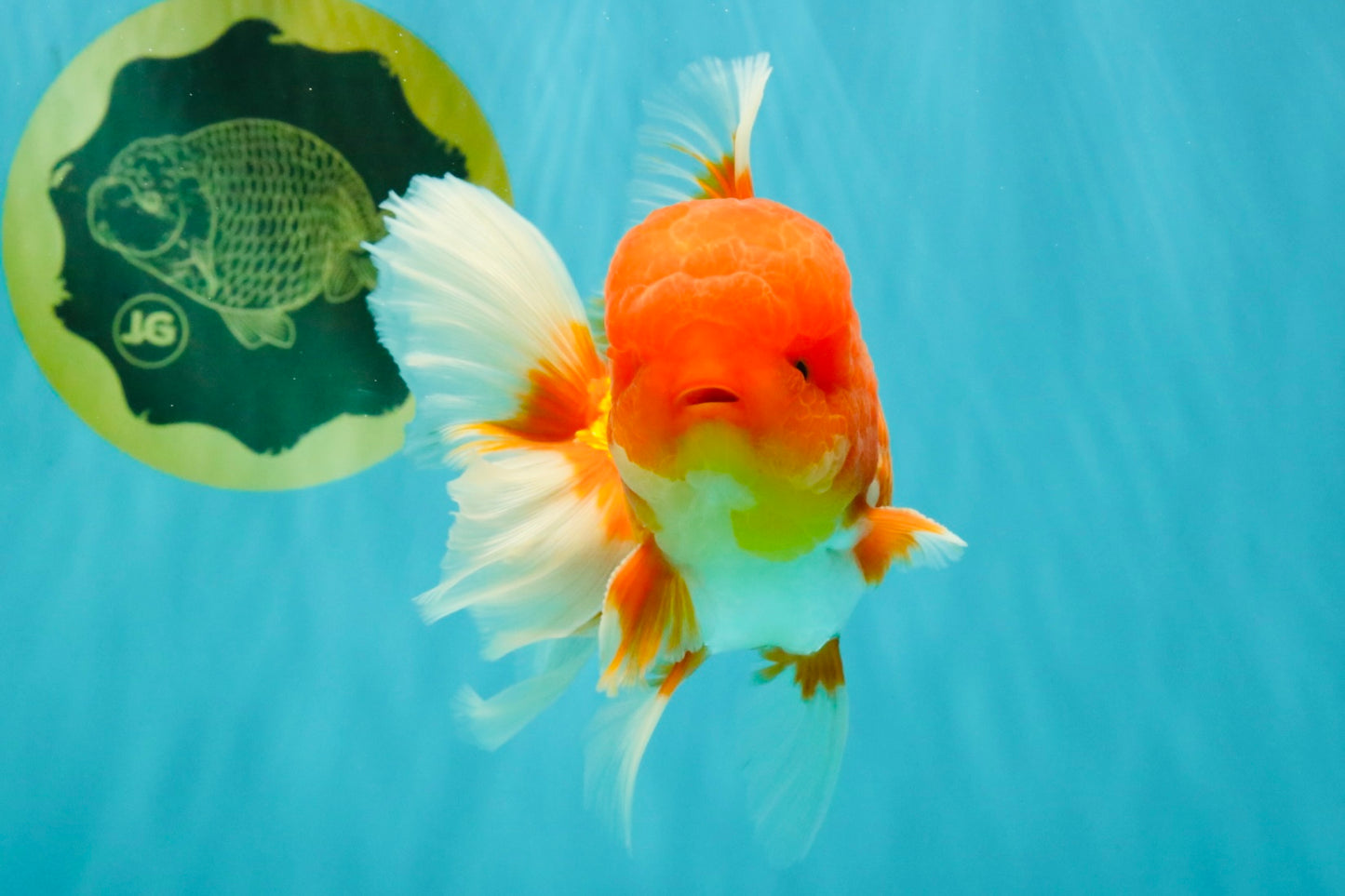 A Grade Red White Oranda Male 5.5 inches #080726OR_12