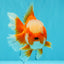 CHONKY AAA Grade Jade Head Red White Oranda Male 6 inches #030626OR_18