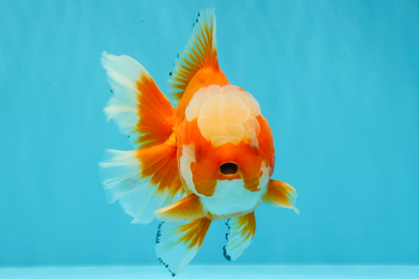 CHONKY AAA Grade Jade Head Red White Oranda Male 6 inches #030626OR_18