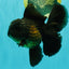 GODZILLA AAA Grade Black Oranda Male 6 inches #100926OR_24