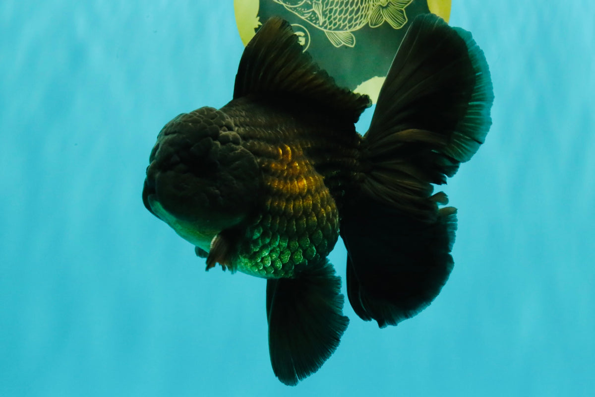 GODZILLA AAA Grade Black Oranda Male 6 inches #100926OR_24