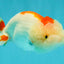 ADORABLE Red White LionChu Female 4.5 inches #050826LC_15