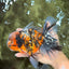 A Grade Calico Tiger Oranda Male 6.5-7 inches #080726OR_17