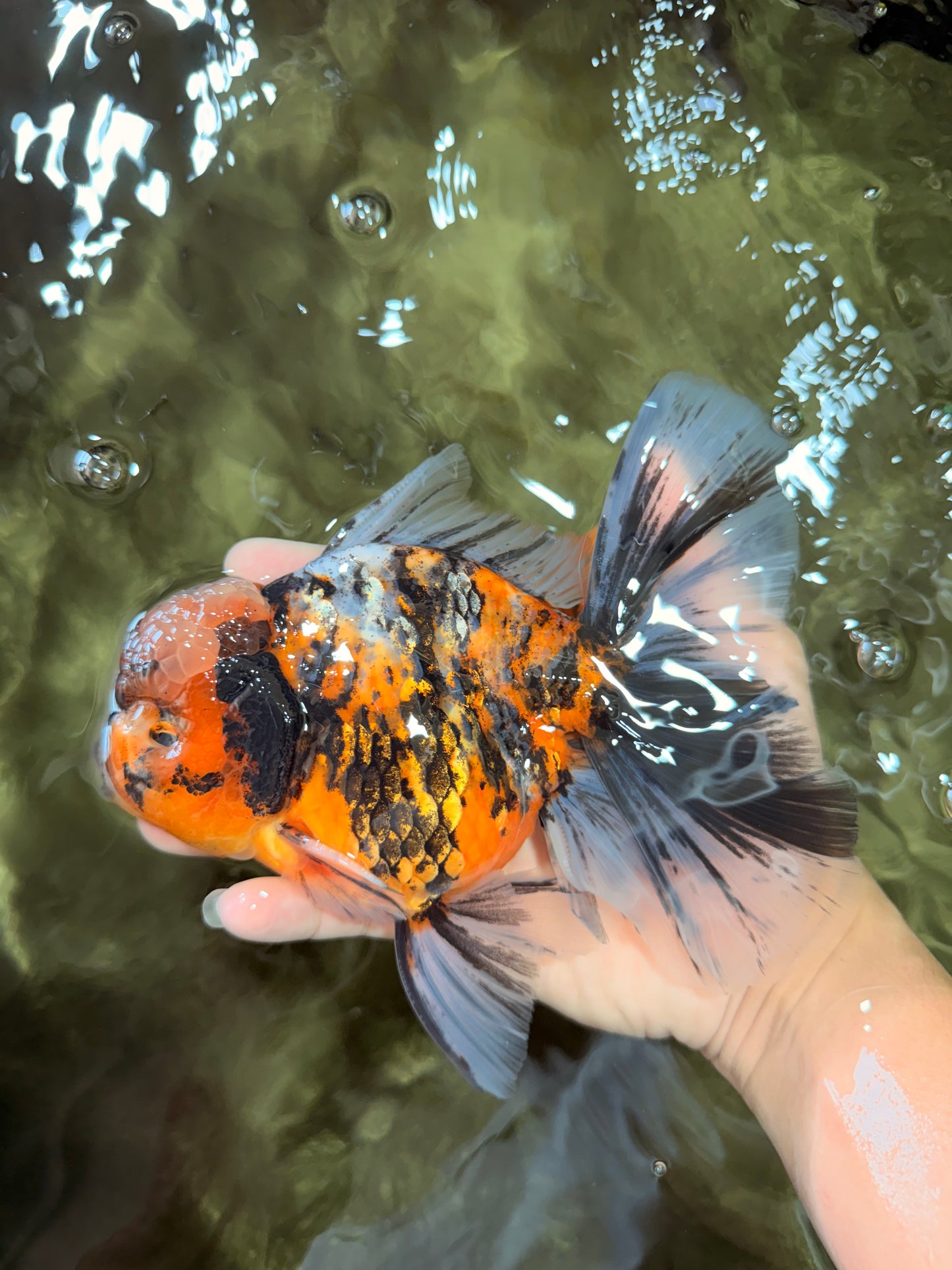 A Grade Calico Tiger Oranda Male 6.5-7 inches #080726OR_17