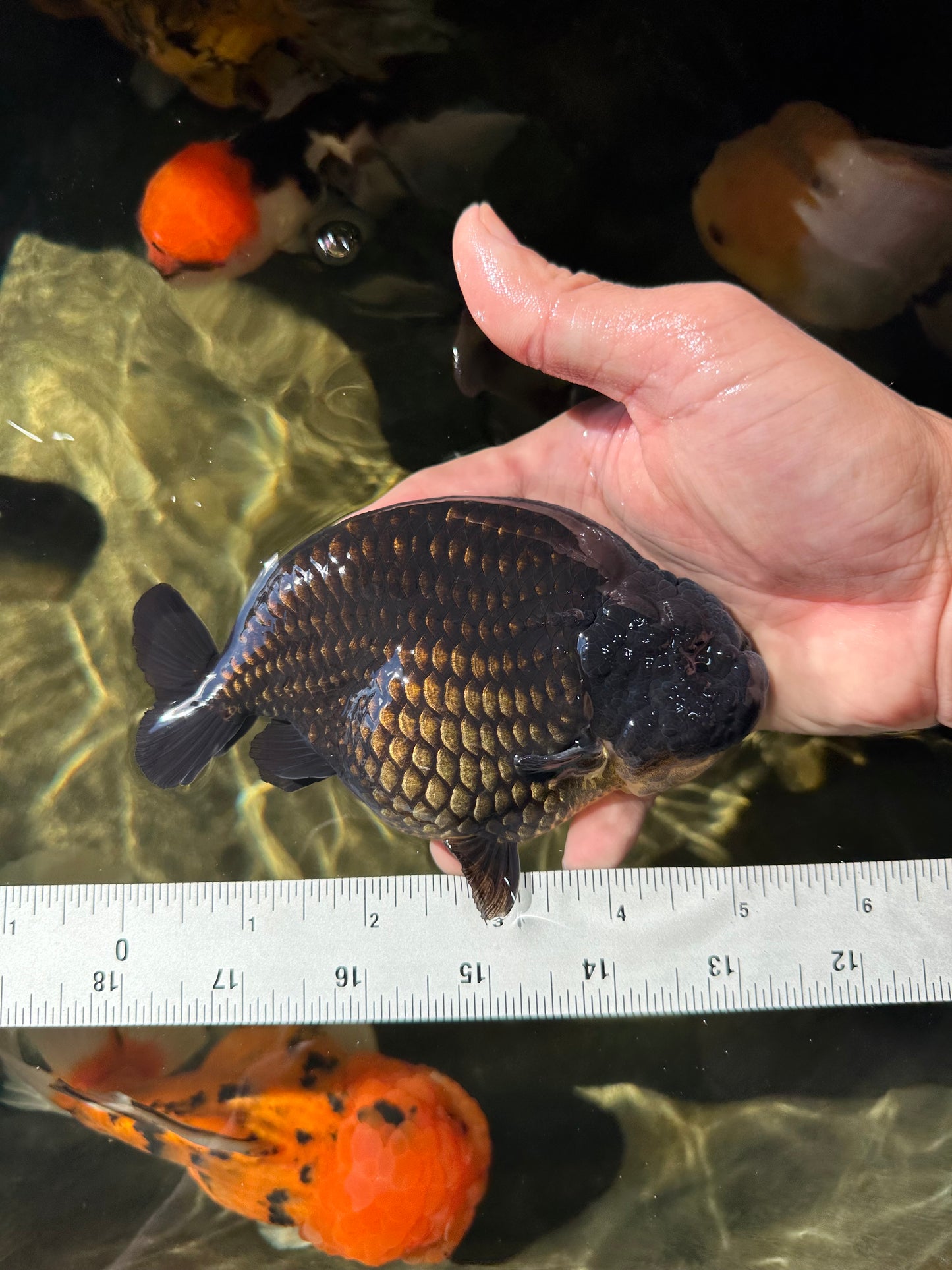 AAA Grade Strong Body Structure Godzilla Black Ranchu Male 5-5.5 inches #052325RC_15