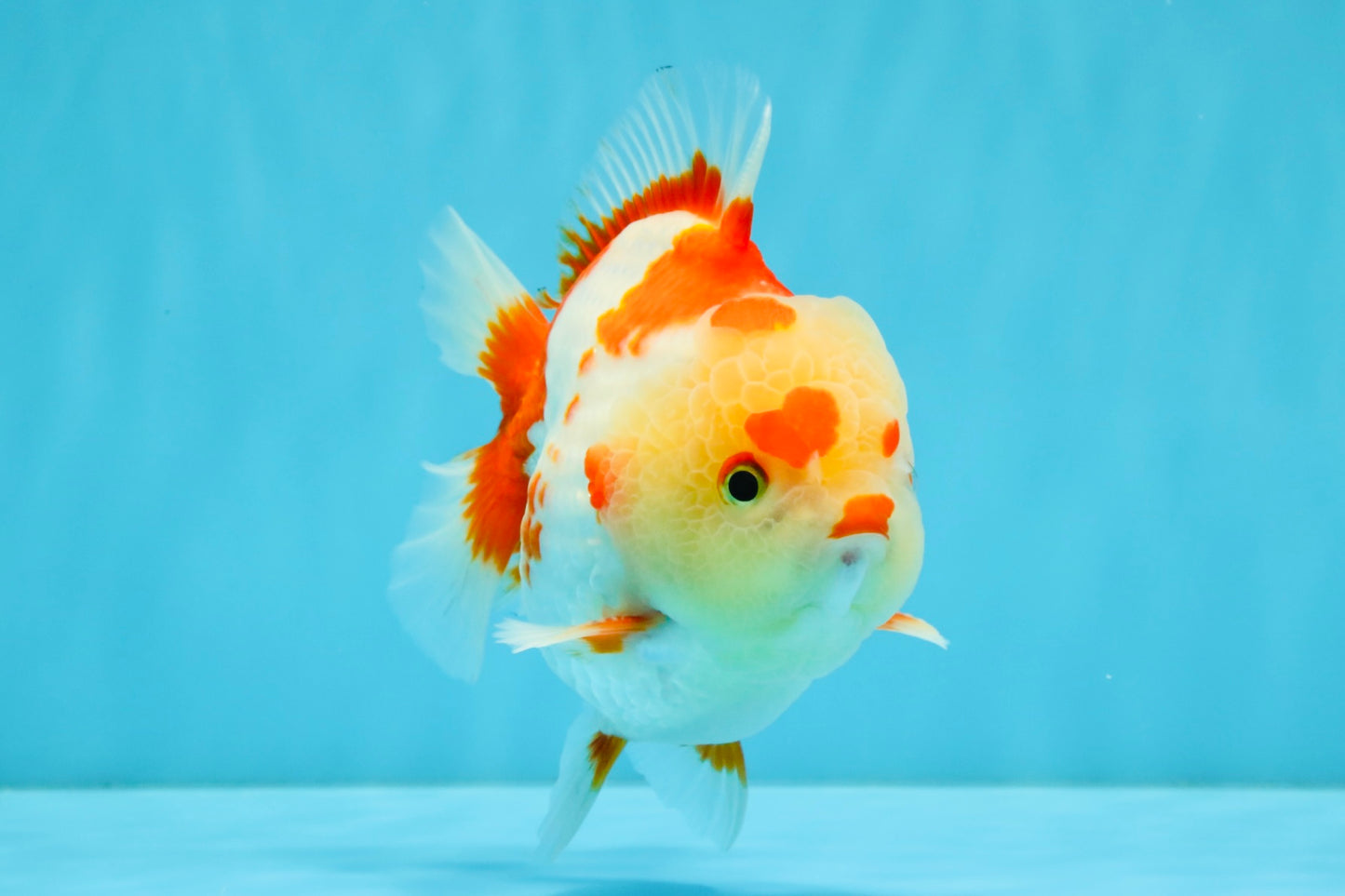 SUPER Cutie AAA Grade Red White Yuanbao Male 5 inches #032726YB_01