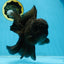 A Grade JUMBO Black Oranda Male 6.5 inches #110725OR_05