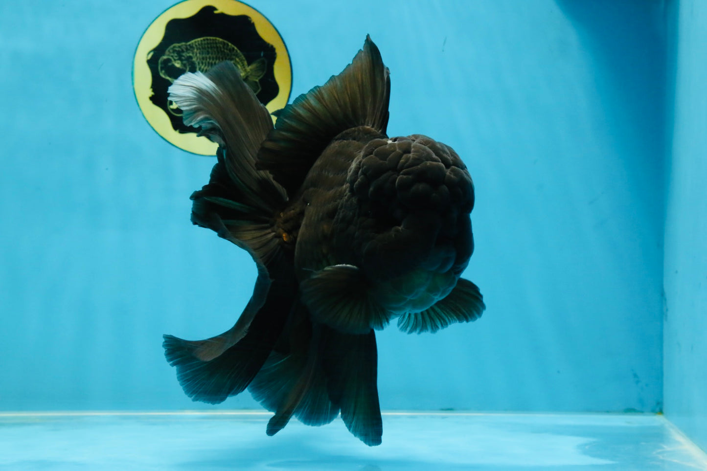 A Grade JUMBO Black Oranda Male 6.5 inches #110725OR_05