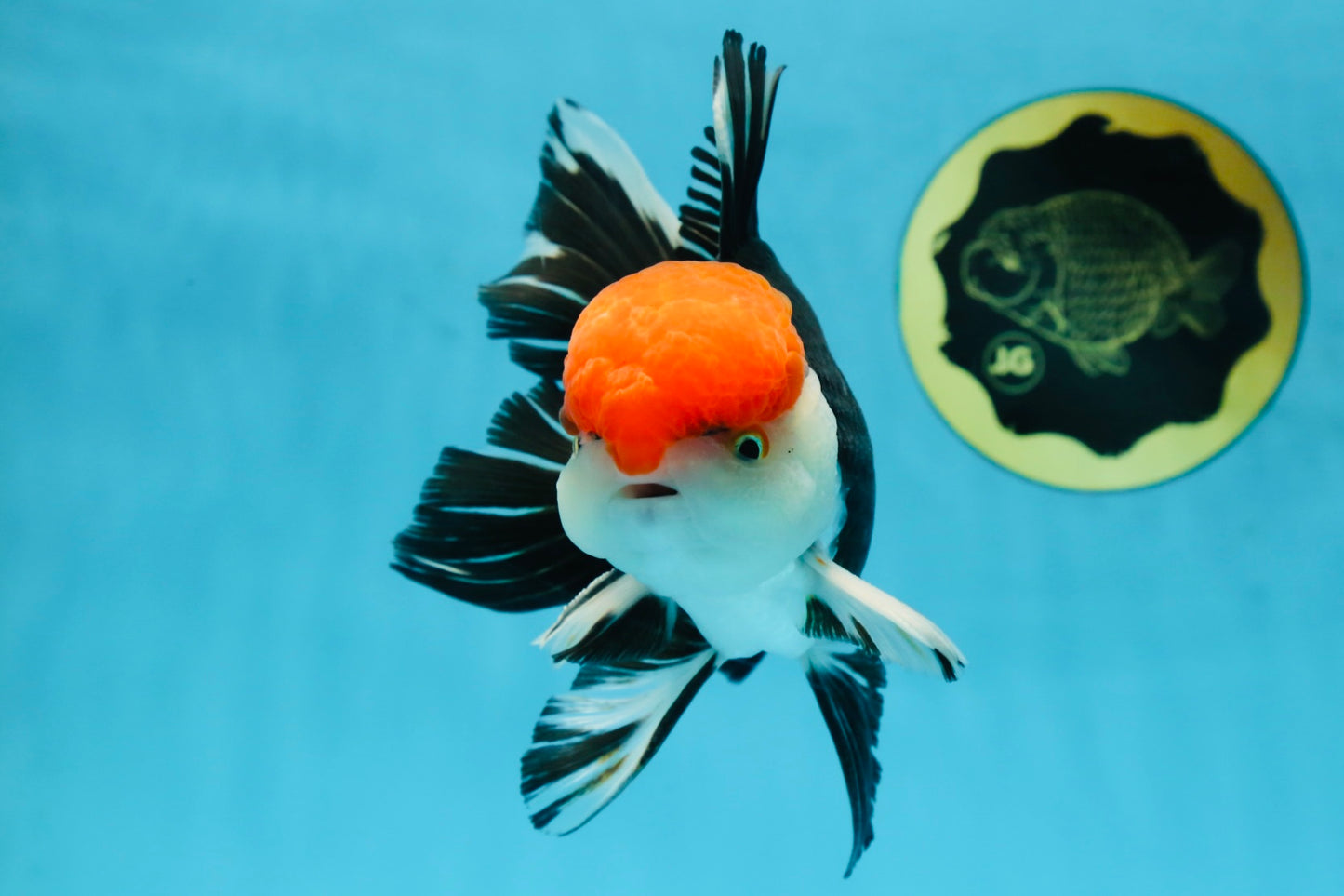 AAA Grade Tricolor Oranda Male 6 inches #052325_12