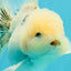 A Grade Marble Oranda Male 5-5.5 inches #050126OR_11