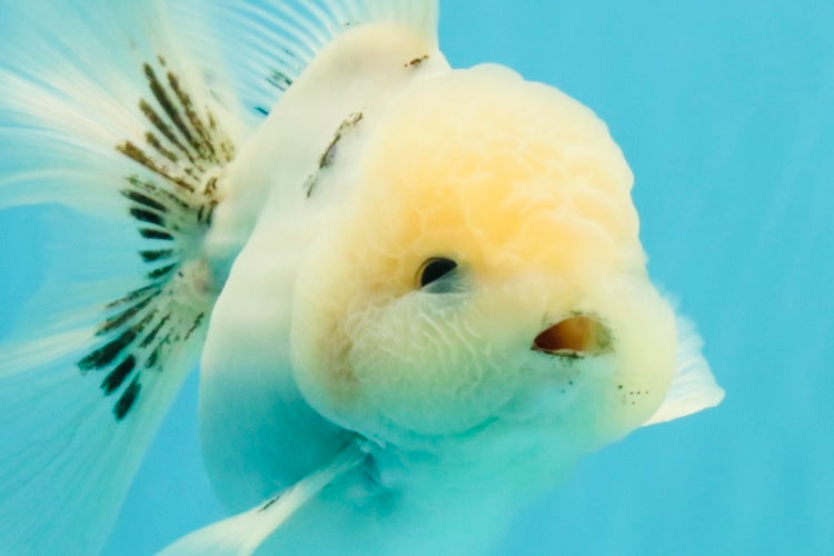 A Grade Marble Oranda Male 5-5.5 inches #050126OR_11
