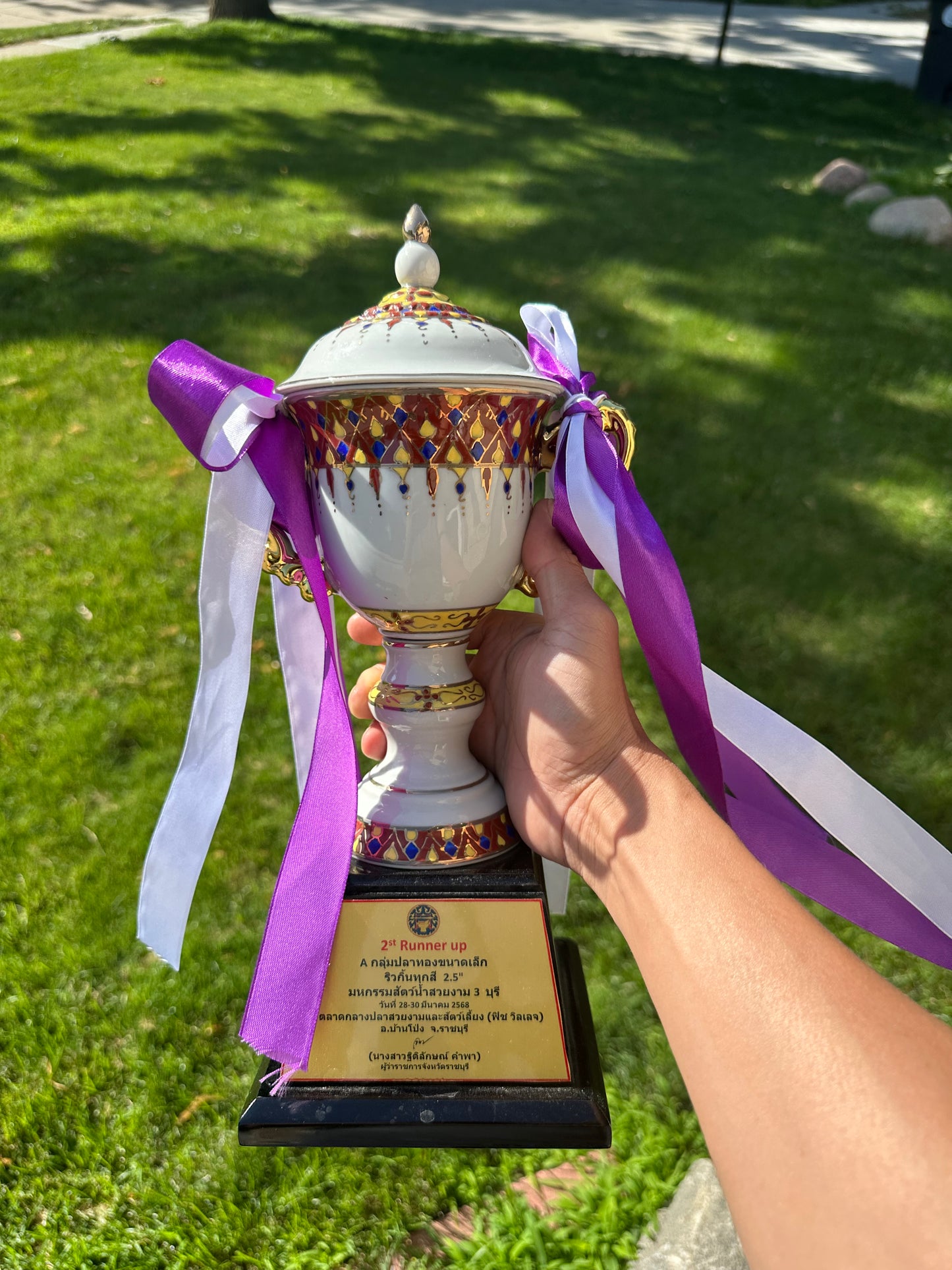 SHOW GRADE Won Runner 2nd Red White Oranda Male 5.5 inches Trophy Included #062025OR_01