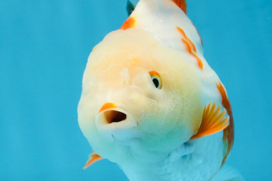 A Grade Red White Yuanbao Female 5 inches #103125YB_05