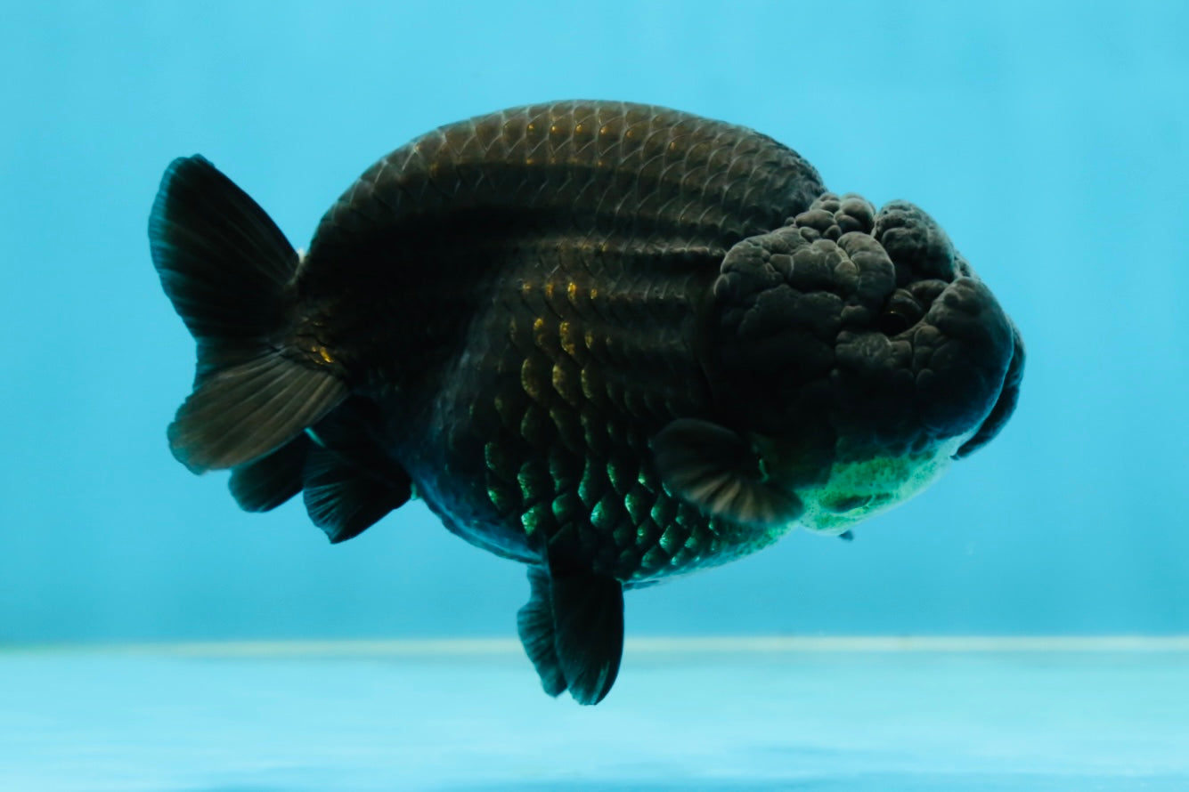 AAA Grade High Back Black LionQueen 4 inches #050925LC_10