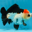 Puppy Pompom Tricolor Yuanbao Male 4.5 inches #071125YB_15