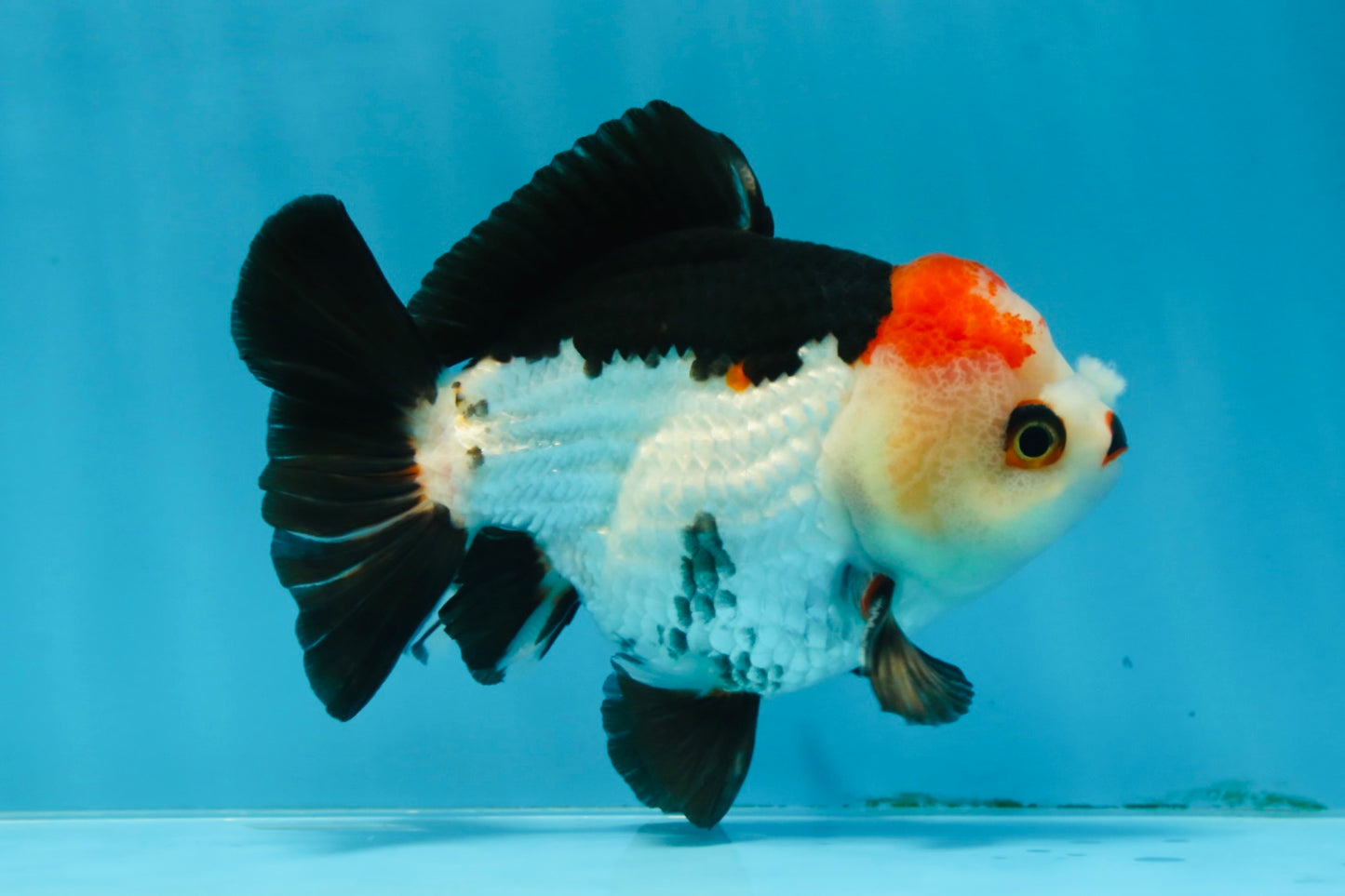 Puppy Pompom Tricolor Yuanbao Male 4.5 inches #071125YB_15