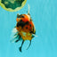 AAA Grade Special Calico Oranda Male 6 inches #062626OR_20