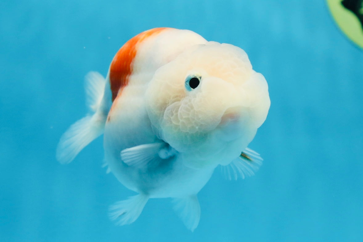 Fishfullife.ページ Sakura Breeze Blue Base LionChu Female 4-4.5 inches #020725LC_06
