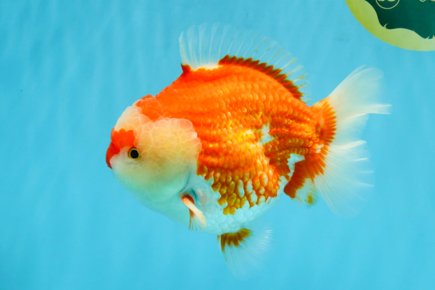 RED HEART A Grade Red White Yuanbao Male 6 inches #032726YB_05