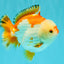 AAA Grade Red White Yuanbao Male 4.5-5 inches #082126YB_26