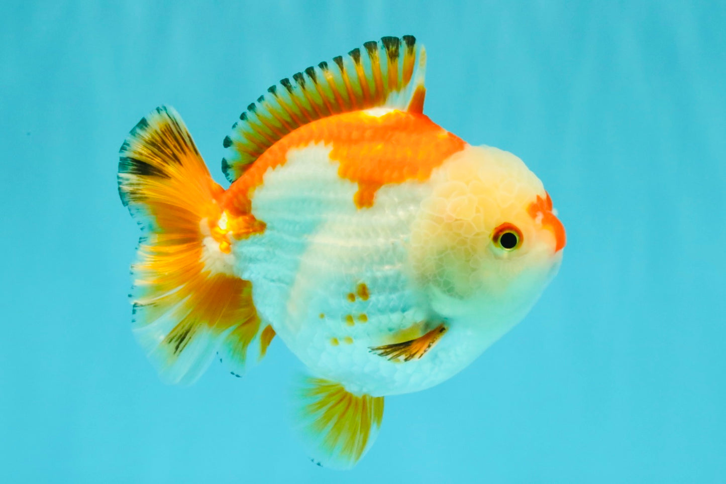 AAA Grade Red White Yuanbao Male 4.5-5 inches #082126YB_26