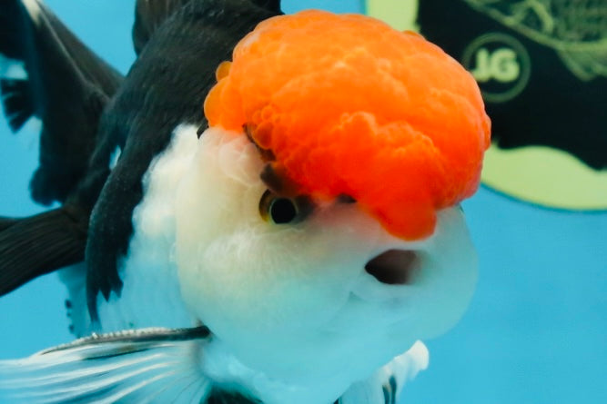 AAA Grade Tricolor Oranda Male 6 inches #052325_12