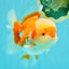 AAA Grade Red White Oranda Male 5.5-6 inches #071726OR_21