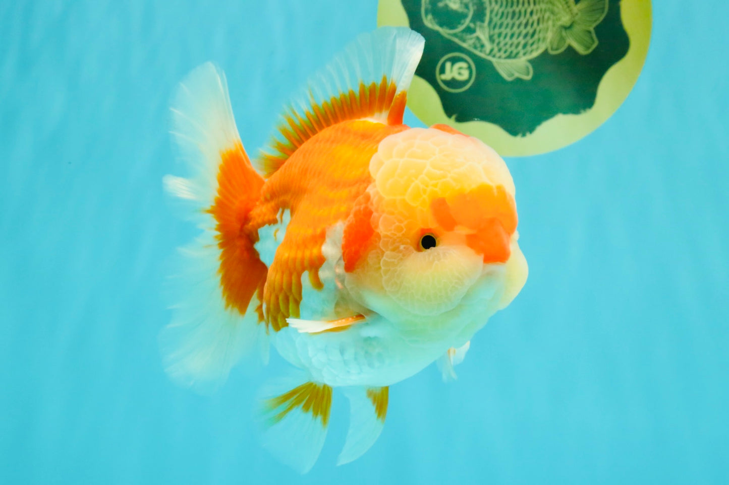 AAA Grade Red White Oranda Male 5.5-6 inches #071726OR_21