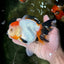 A Grade Tancho Tricolor Oranda Female 5-5.5 inches #050925OR_34