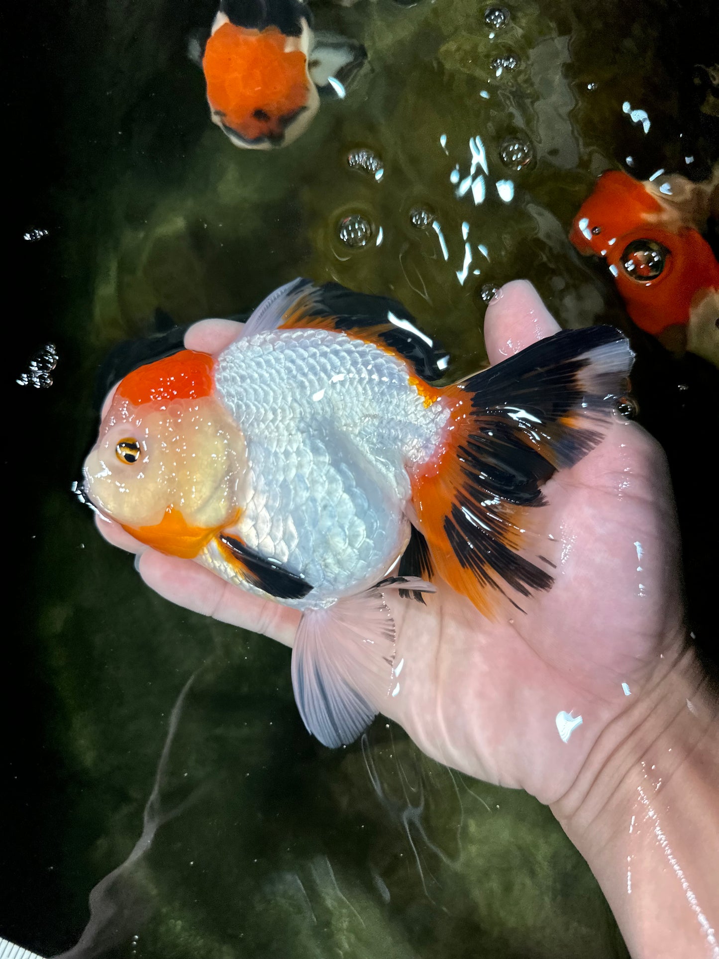 A Grade Tancho Tricolor Oranda Female 5-5.5 inches #050925OR_34