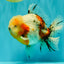 CHONKY AAA Grade Calico Oranda Male 6-6.5 inches #101626OR_21