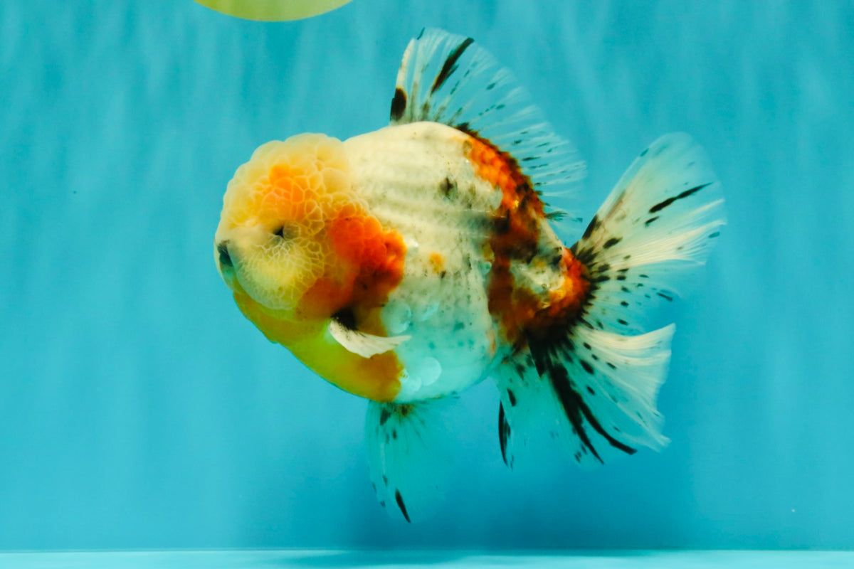 CHONKY AAA Grade Calico Oranda Male 6-6.5 inches #101626OR_21