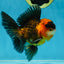 A Grade Dragon Tricolor Oranda Male 5 inches #060625OR_18