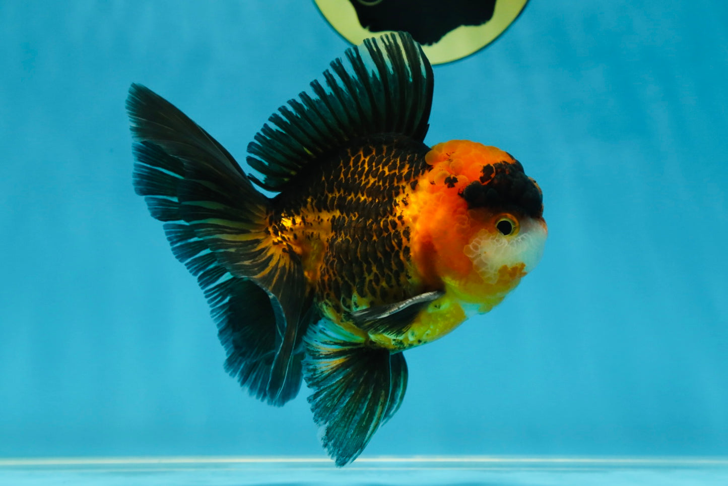 A Grade Dragon Tricolor Oranda Male 5 inches #060625OR_18