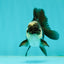 Panda Oranda Male 3-3.5 inches #1018OR_13