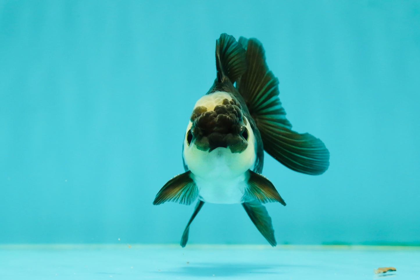 Panda Oranda Male 3-3.5 inches #1018OR_13