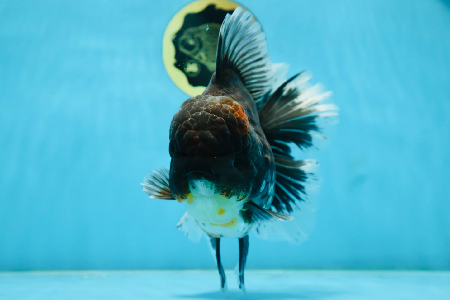 RARE AAA Grade SUPER GIANT Godzilla Kirin Oranda Female 7 inches #082225OR_07