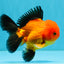 Apache Oranda Male 4.5 inches #032726OR_10