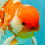VISION A Grade Red White Oranda Male 6 inches #070626OR_08