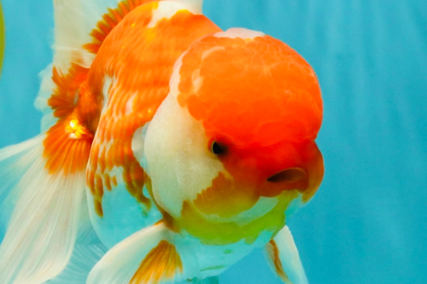 VISION A Grade Red White Oranda Male 6 inches #070626OR_08