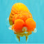 BIG CHEEK AAA Grade Super Hybrid Buffalo Red Ranchu Male 6 inches #100226RC_21